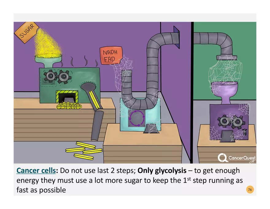 Pathophysiology: Cachexia - Page 14