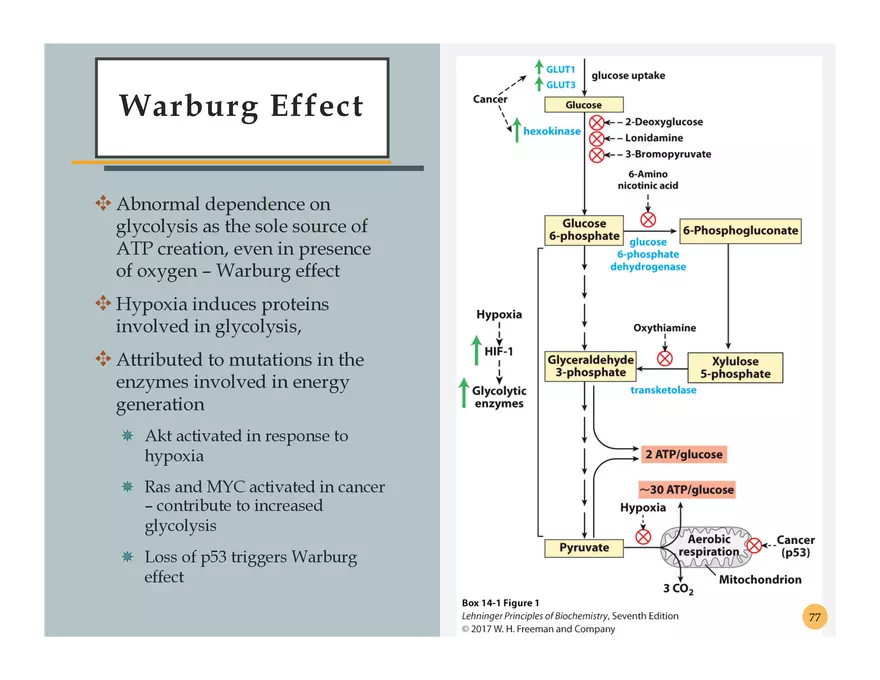 Pathophysiology: Cachexia - Page 3