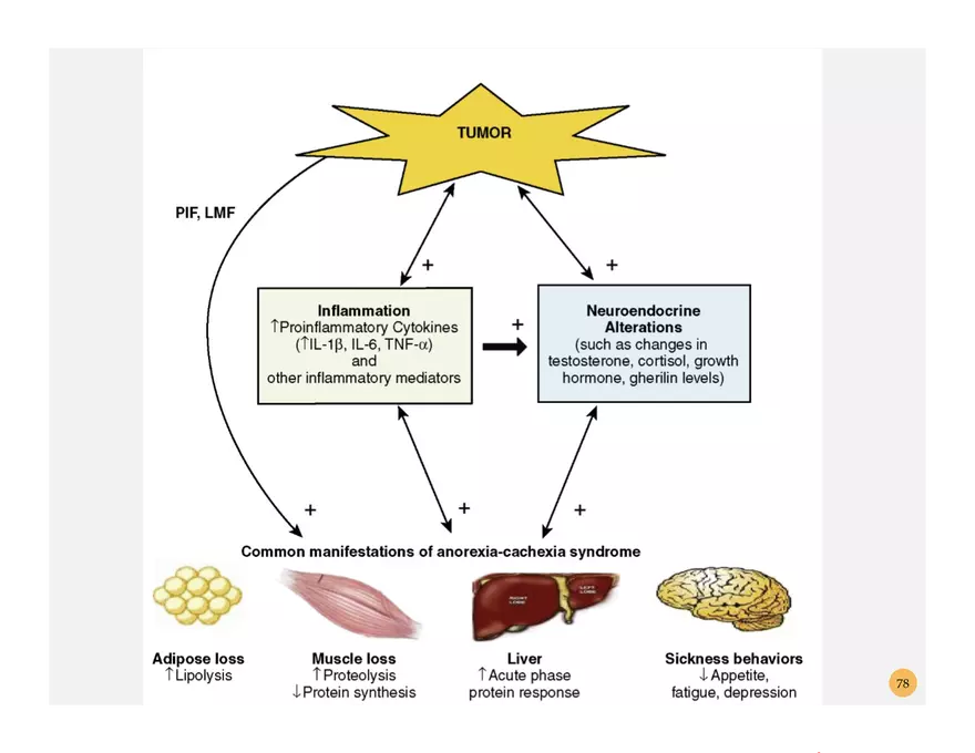 Pathophysiology: Cachexia - Page 4