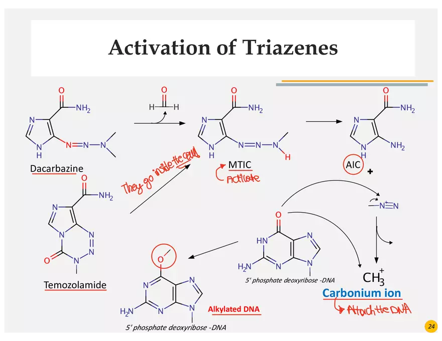 Skin Cancers Study Notes - Page 11