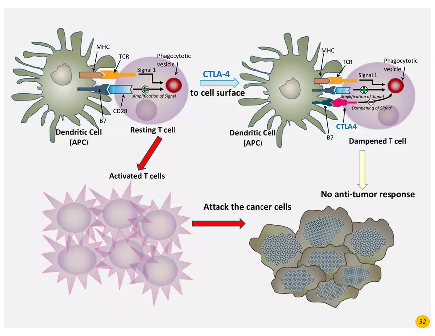 Skin Cancers Study Notes - Page 20