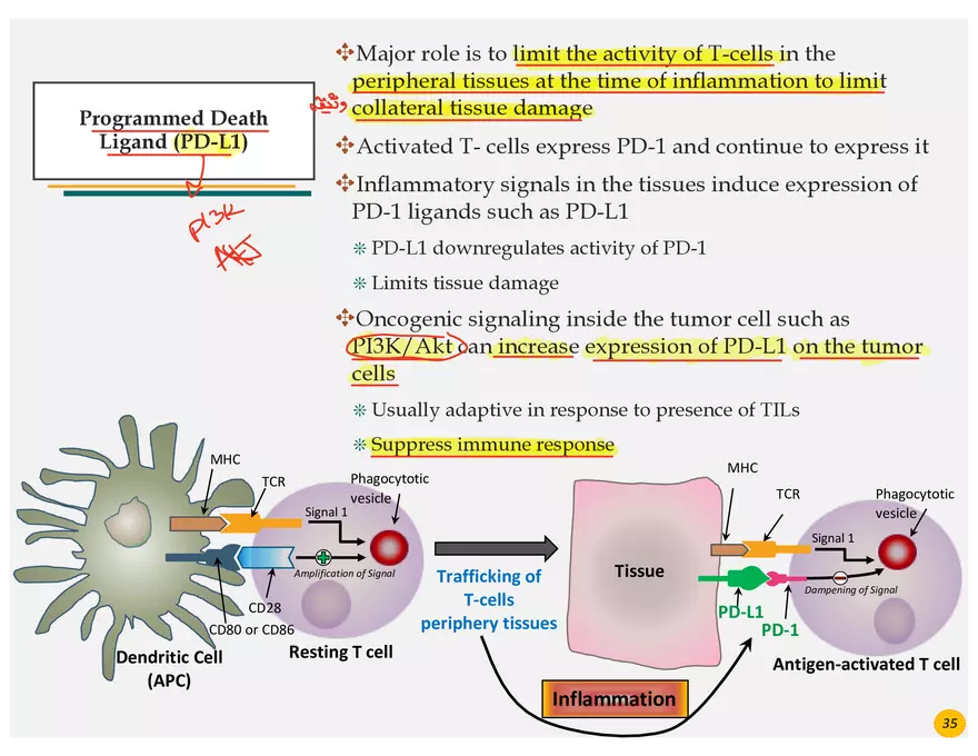 Skin Cancers Study Notes - Page 22
