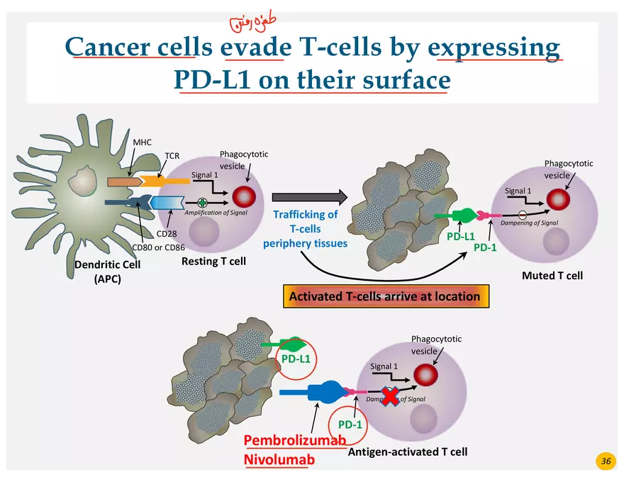 Skin Cancers Study Notes - Page 23