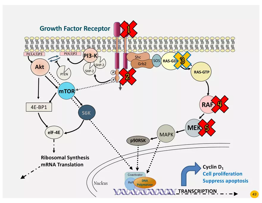 Skin Cancers Study Notes - Page 31
