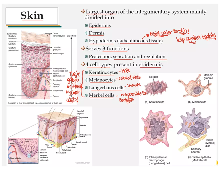 Skin Cancers Study Notes - Page 2