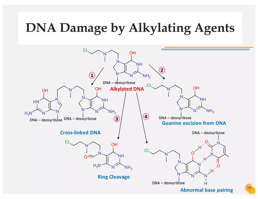 Skin Cancers Study Notes - Page 6