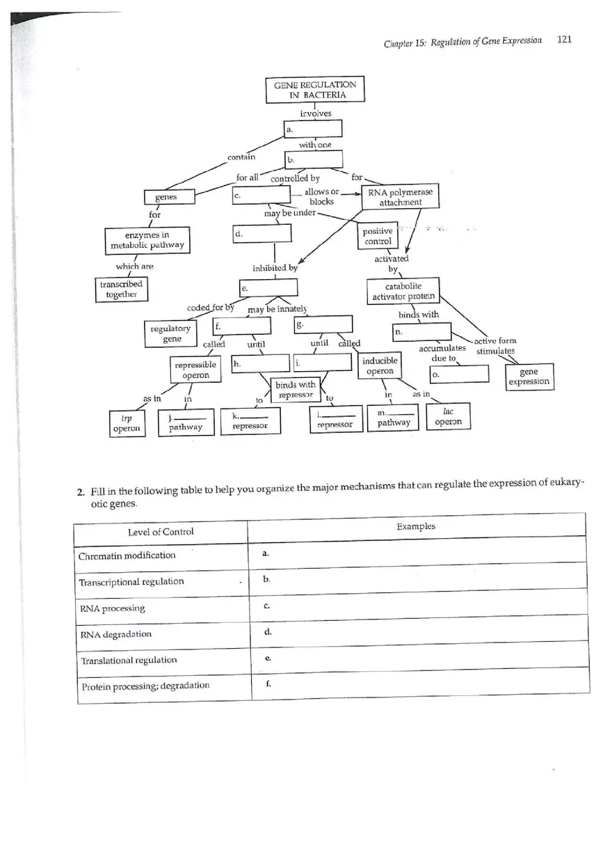 Chapter 15 Regulation of Gene Expression - Page 8