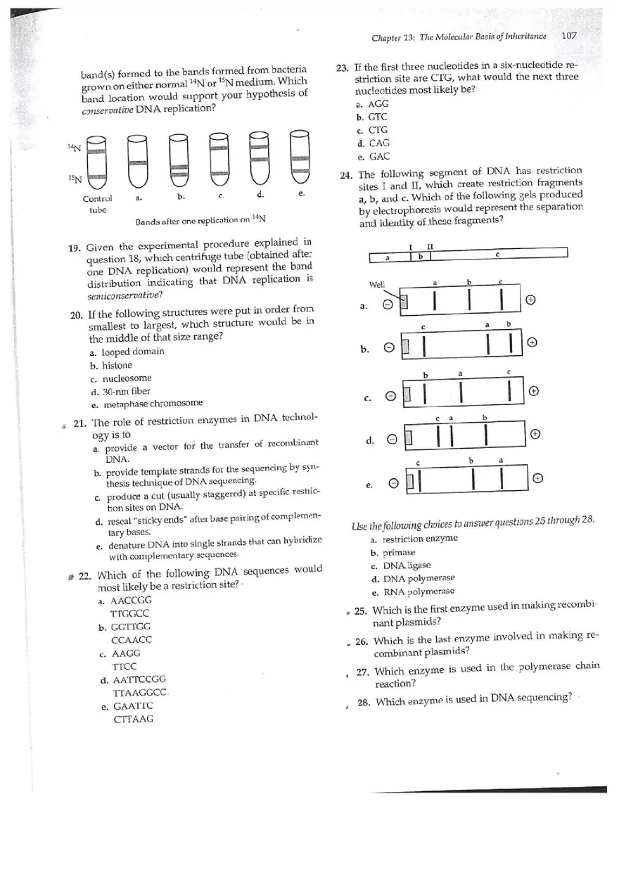 Chapter 13 The Molecular Basis of Inceritance - Page 9