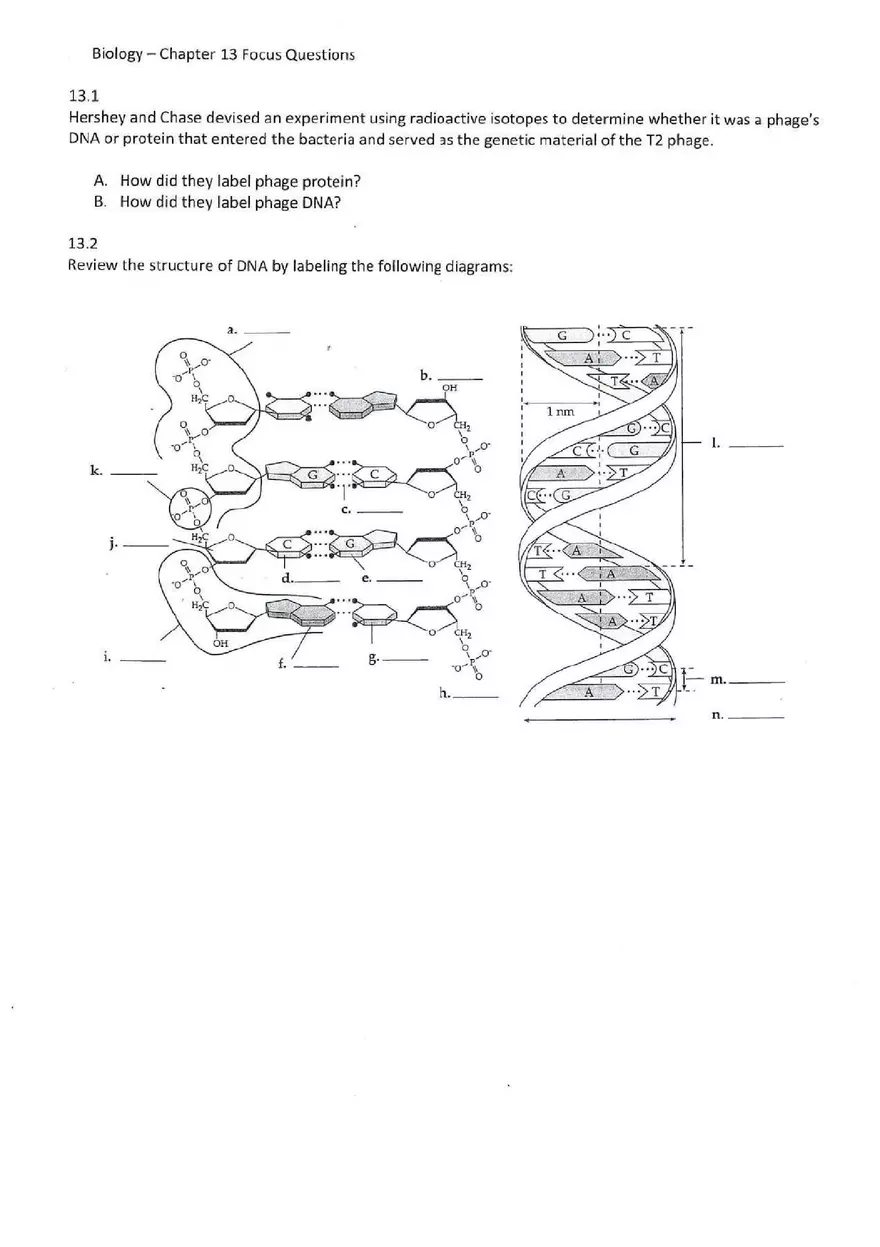Chapter 13 The Molecular Basis of Inceritance - Page 1