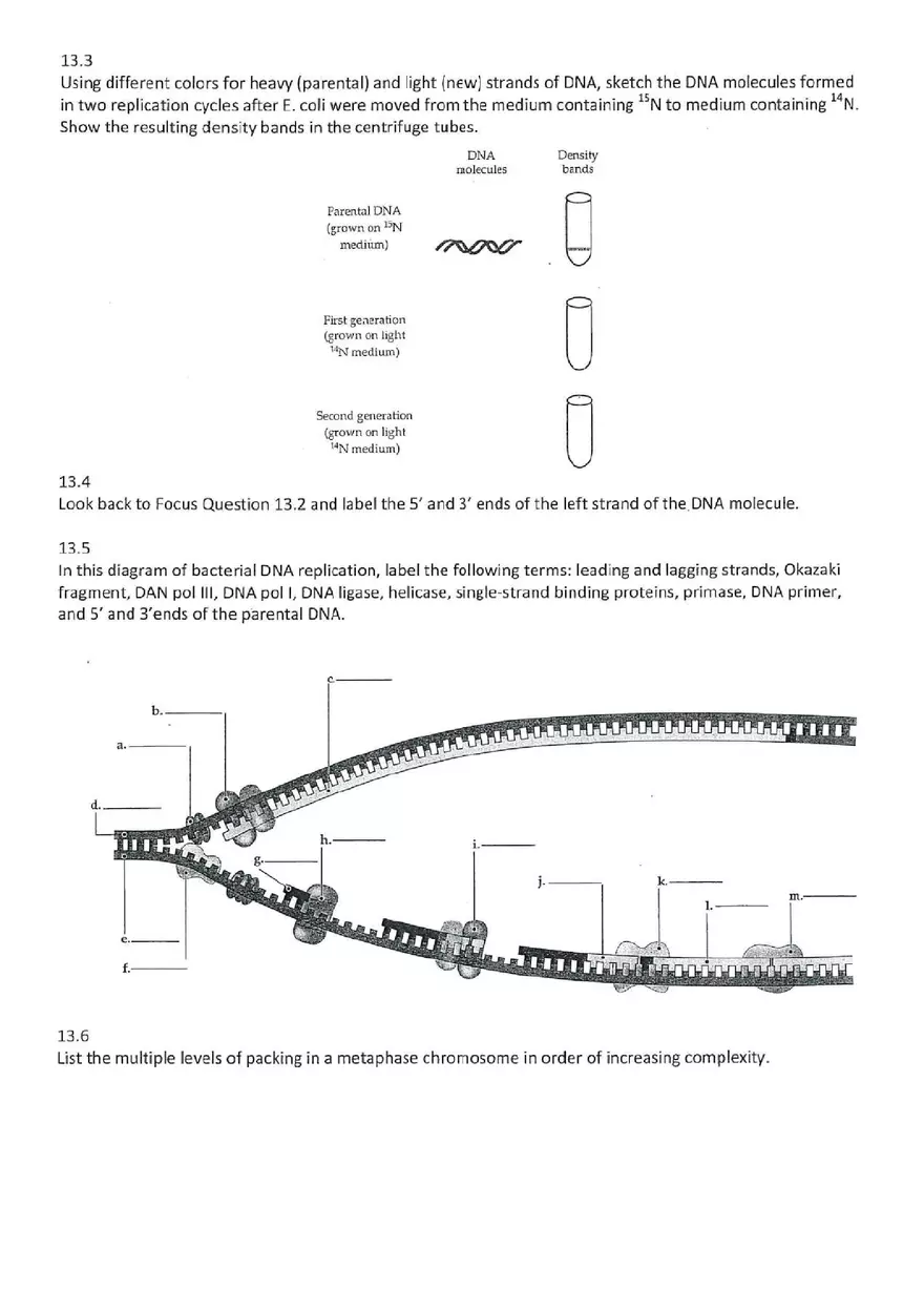 Chapter 13 The Molecular Basis of Inceritance - Page 2