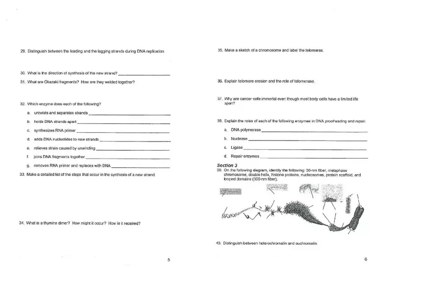 Chapter 13 The Molecular Basis of Inceritance - Page 6
