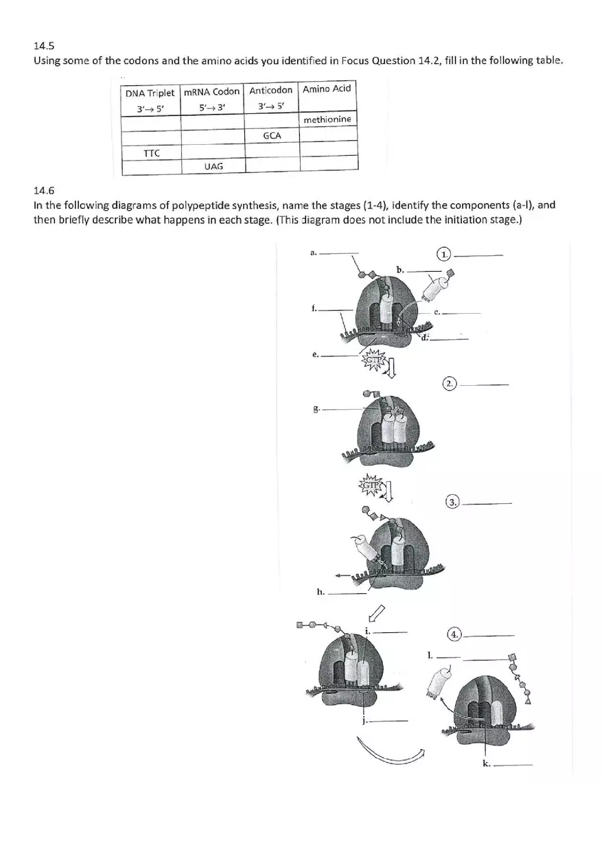 Chapter 14 Gene Expression From Gene to Protein - Page 2