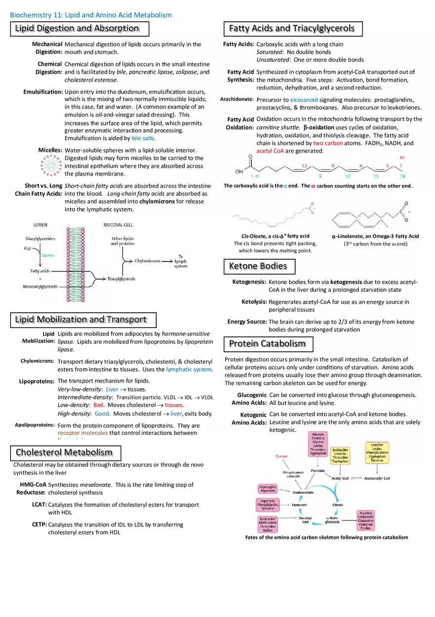 Notes for Biochemistry - Page 3