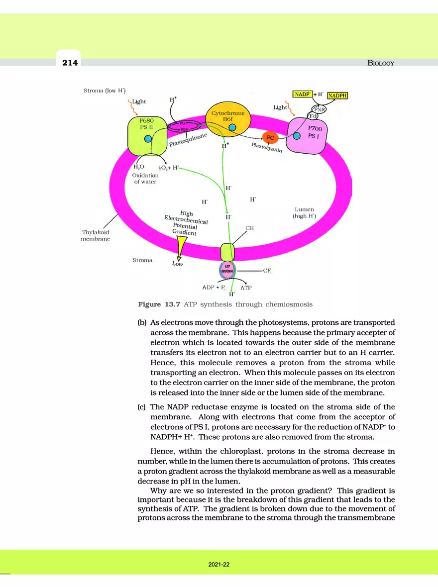 Photosynthesis in Higher Plants - Page 19