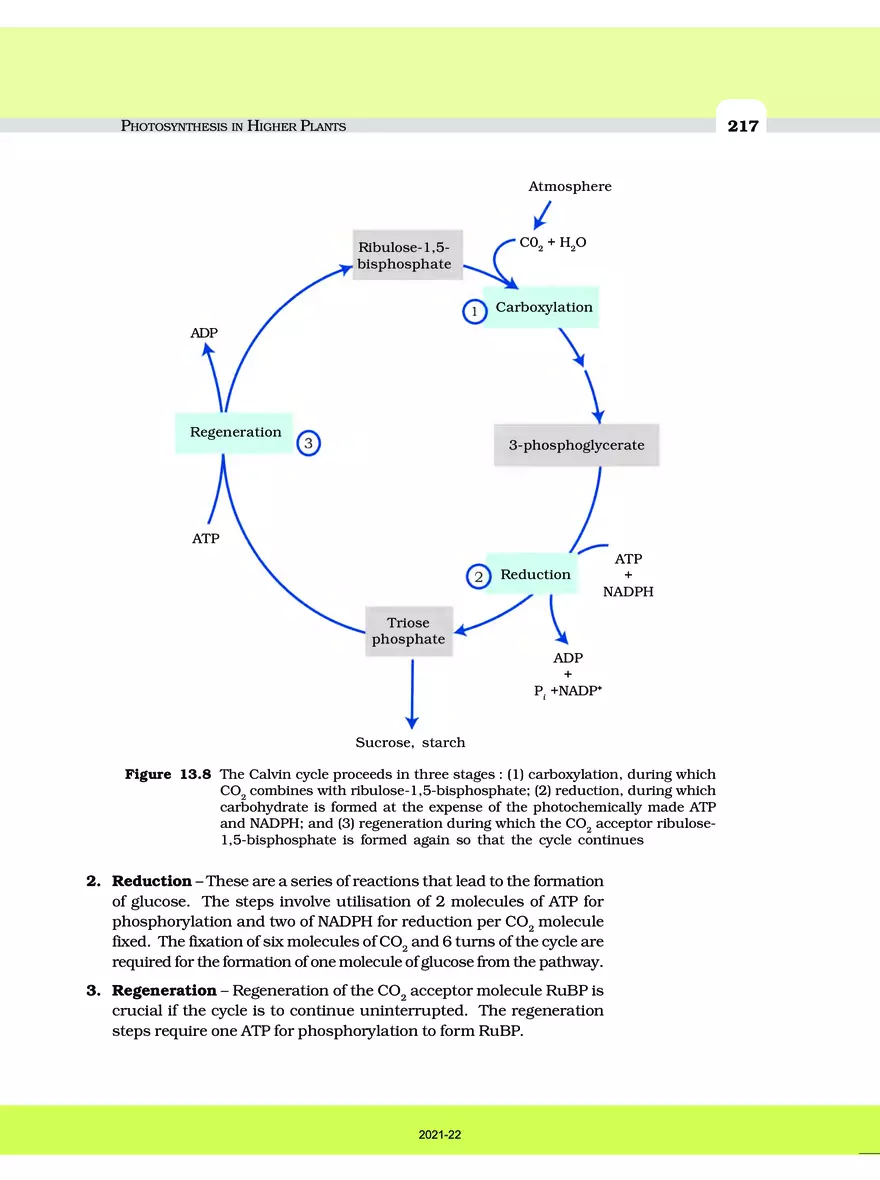 Photosynthesis in Higher Plants - Page 4
