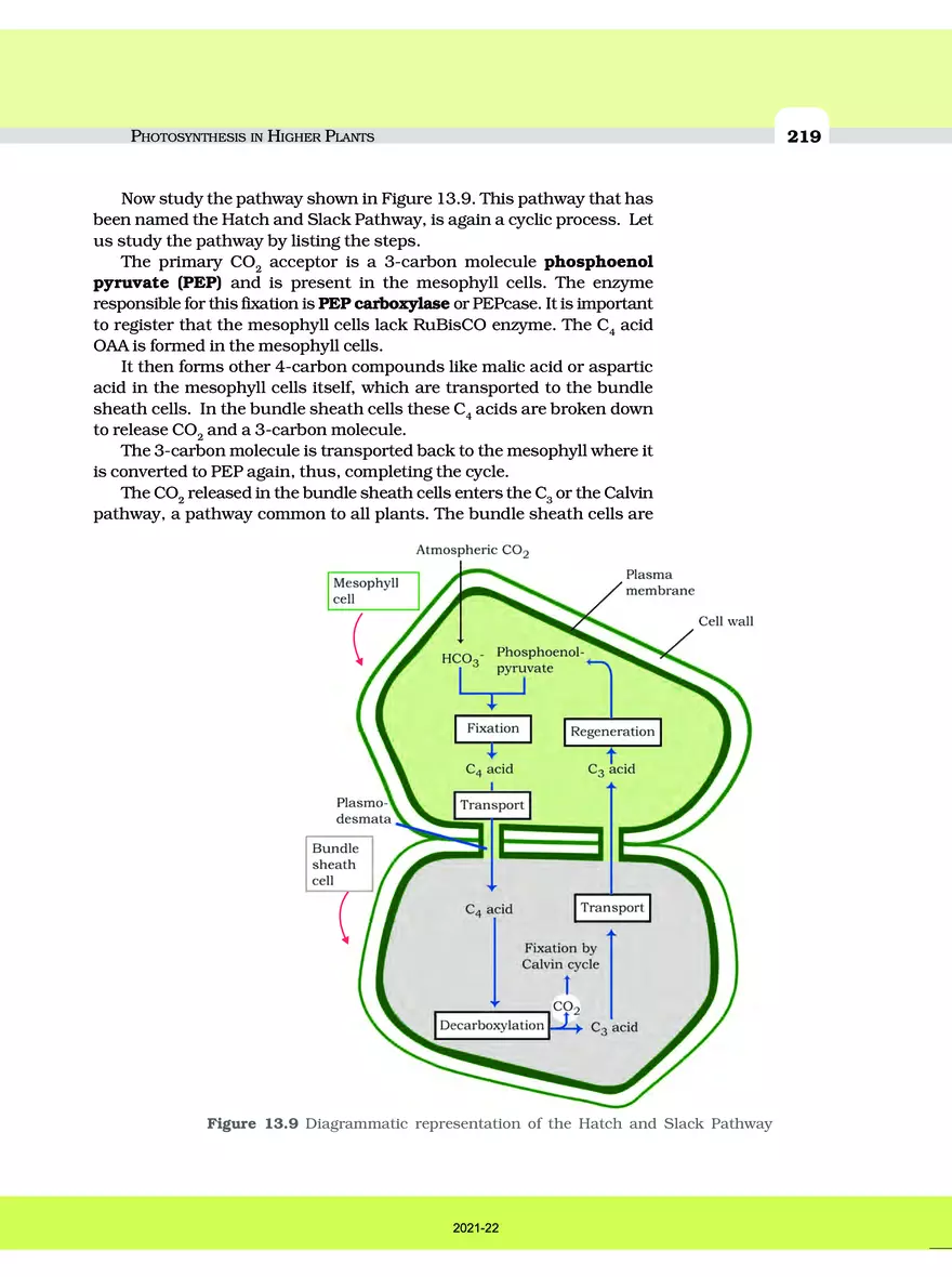 Photosynthesis in Higher Plants - Page 6