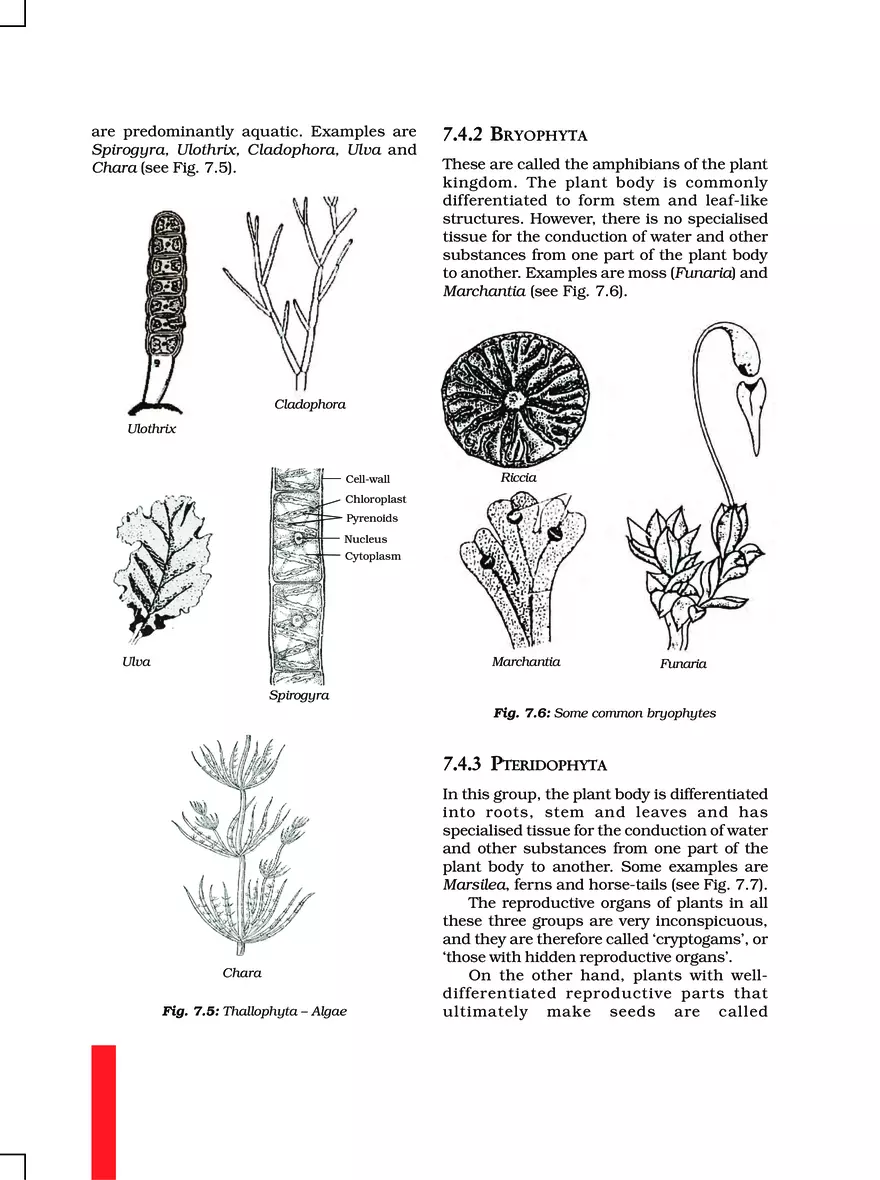 Chapter 7 Diversity in Living Organisms - Page 15