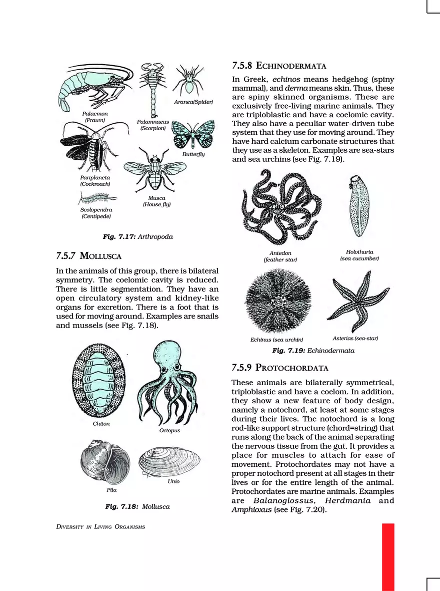 Chapter 7 Diversity in Living Organisms - Page 4