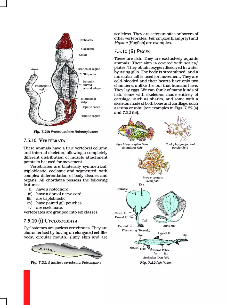 Chapter 7 Diversity in Living Organisms - Page 5