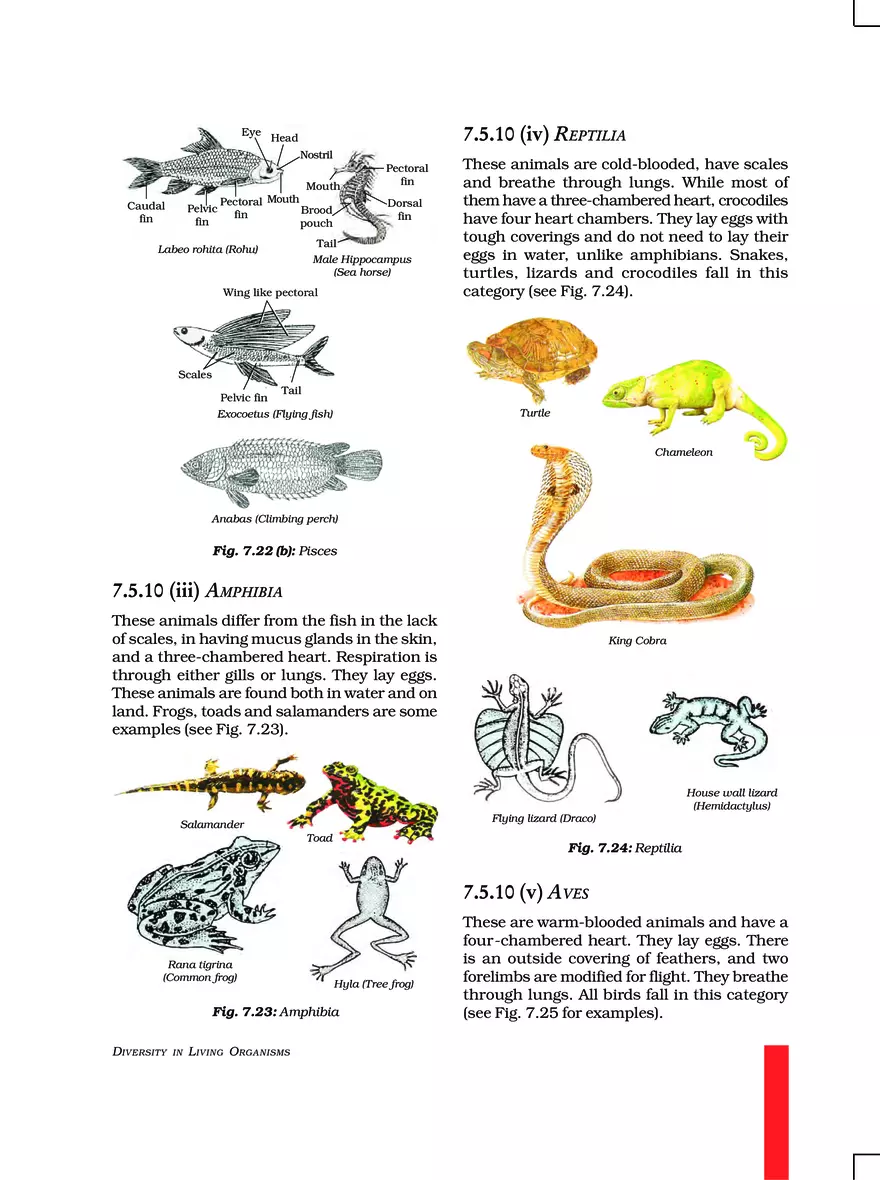 Chapter 7 Diversity in Living Organisms - Page 6