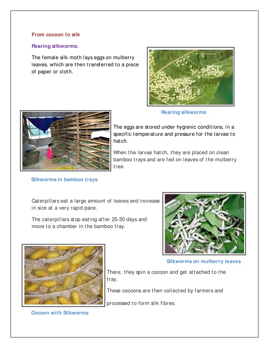 Life History of Silk Moth - Page 2