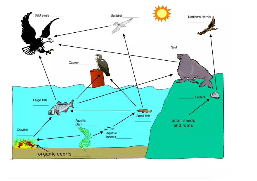 Lesson 2 Activity  Food Webs and Bioaccumulation - Page 1
