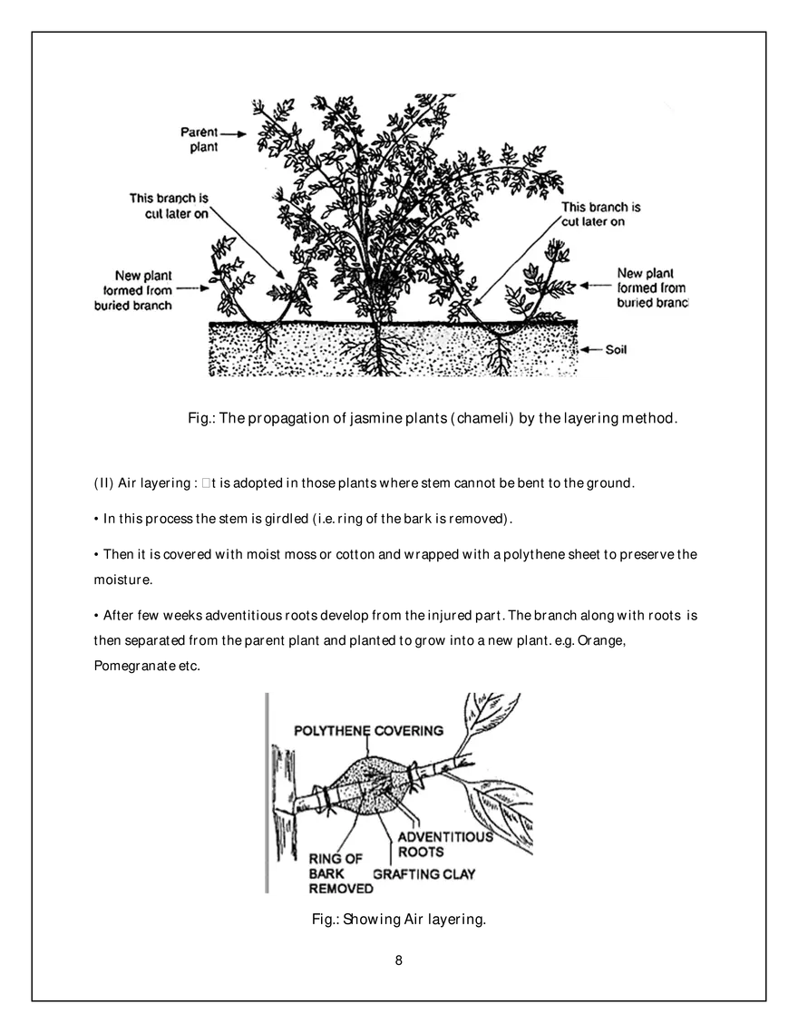 Asexual Reproduction - Page 8