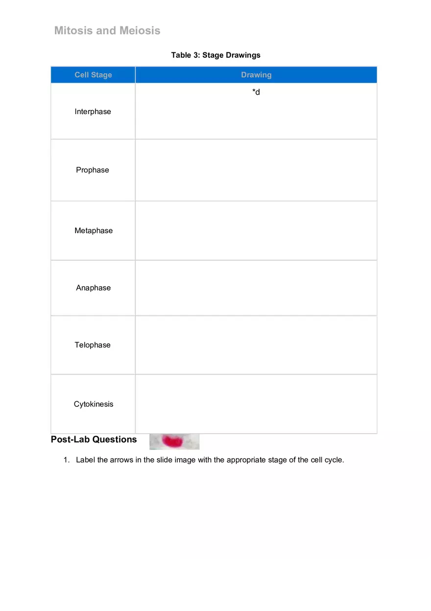Mitosis and Meiosis Lab - Page 13