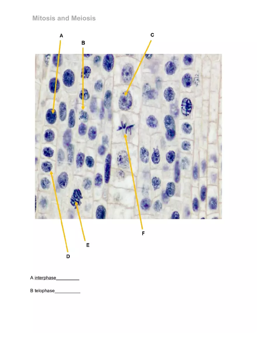 Mitosis and Meiosis Lab - Page 14