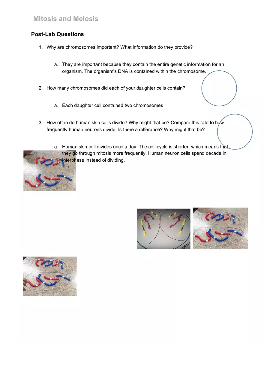 Mitosis and Meiosis Lab - Page 17