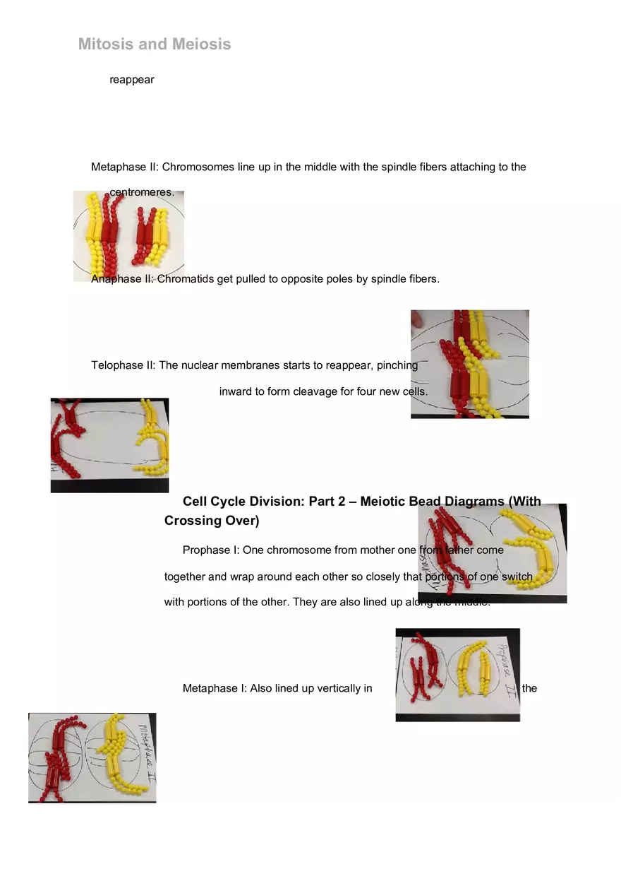 Mitosis and Meiosis Lab - Page 19