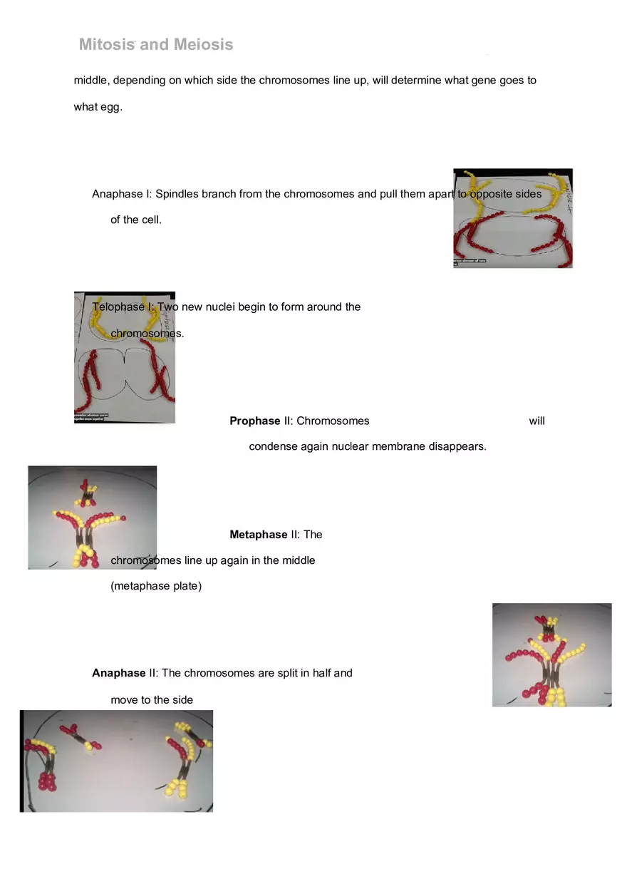 Mitosis and Meiosis Lab - Page 3