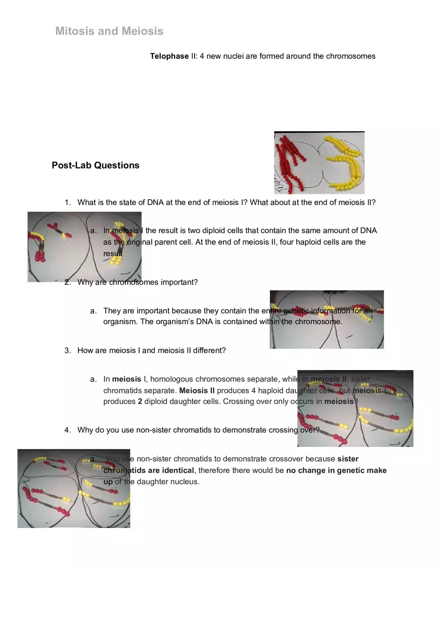 Mitosis and Meiosis Lab - Page 4