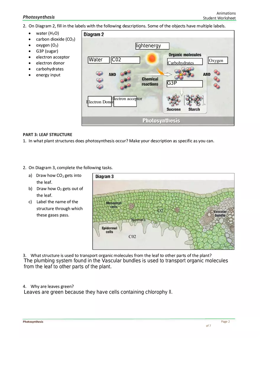 Photosynthesis Answer Key - Page 2