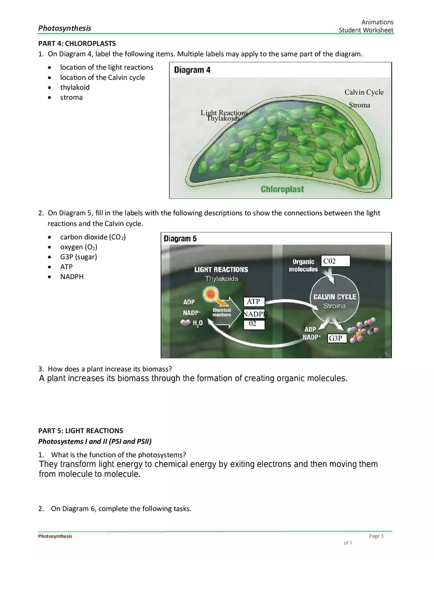 Photosynthesis Answer Key - Page 3