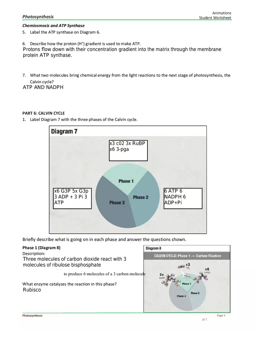 Photosynthesis Answer Key - Page 5