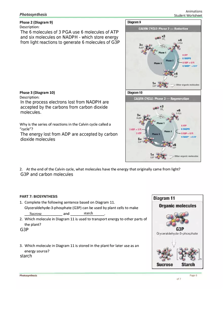 Photosynthesis Answer Key - Page 6