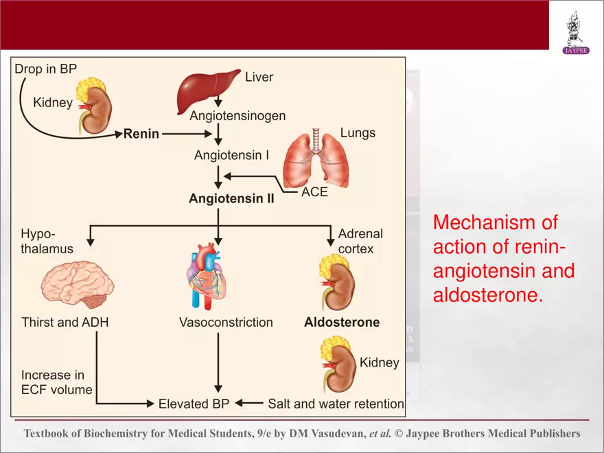 Chapter 25: Water and Electrolyte Balance - Page 11