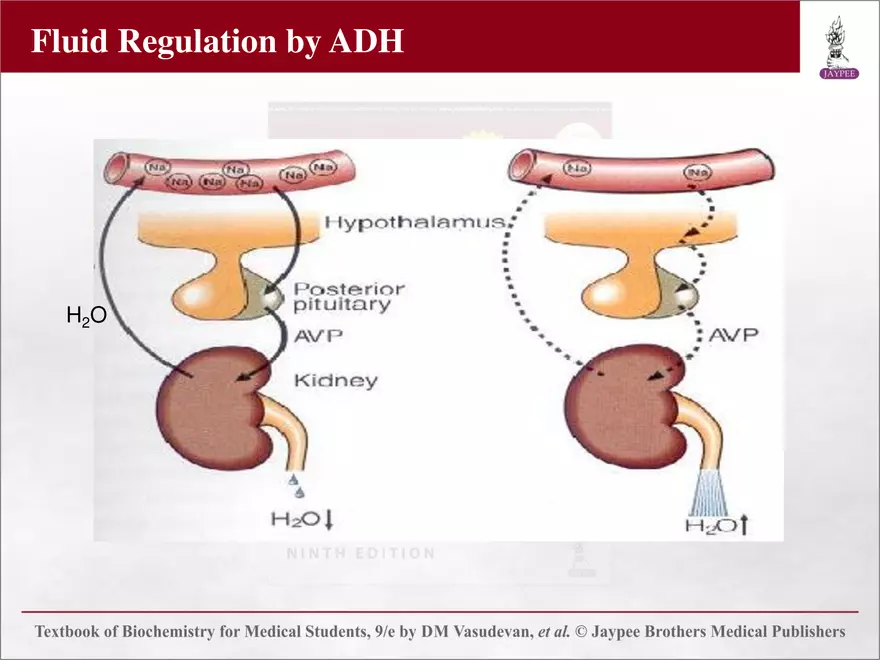Chapter 25: Water and Electrolyte Balance - Page 14