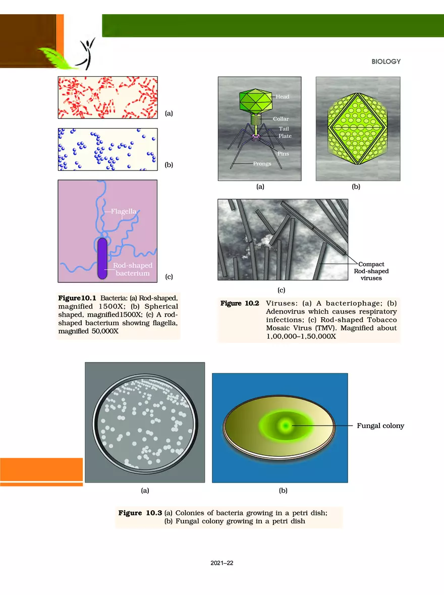 Chapter 10 Microbes in Human Welfare - Page 2