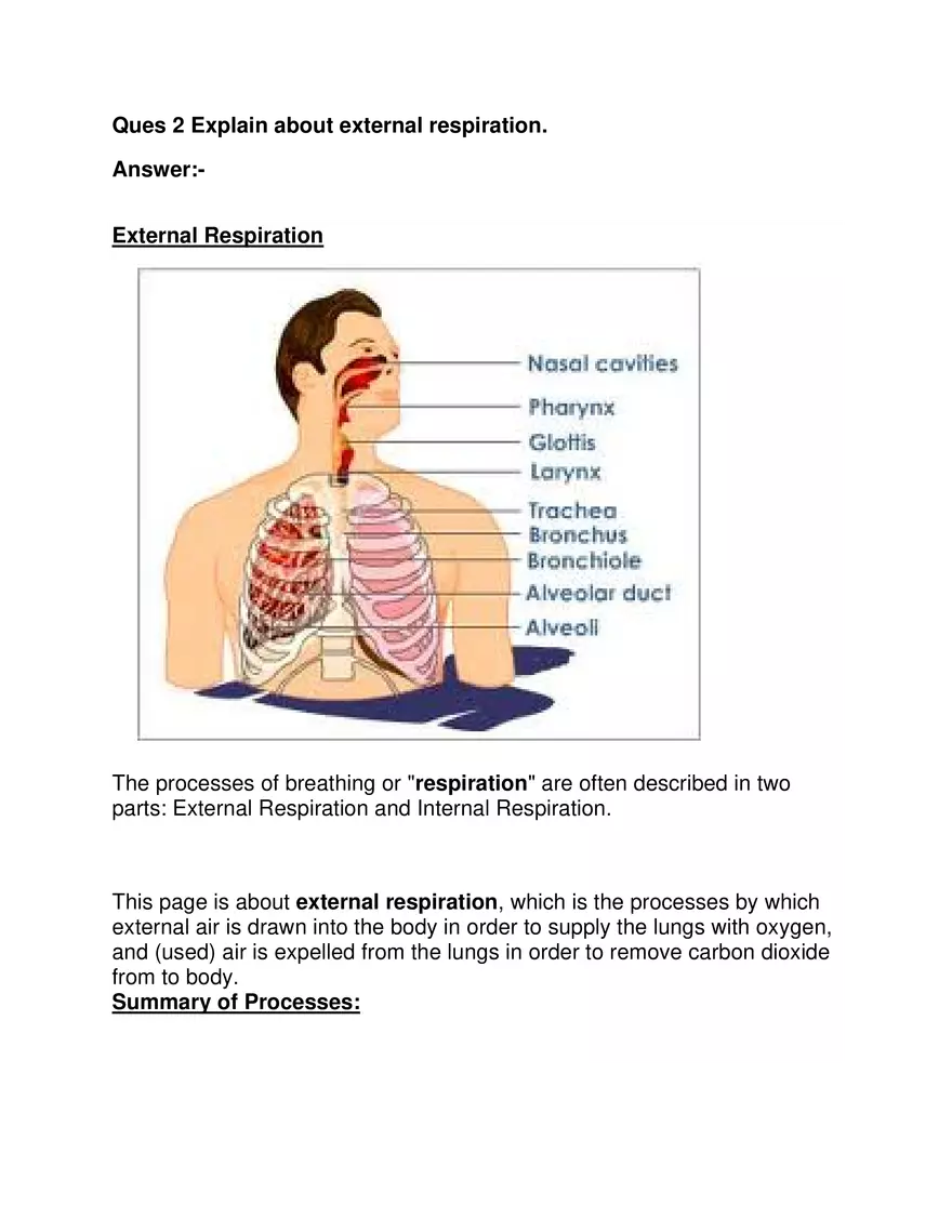 Ques 2 Explain about External Respiration - Page 1