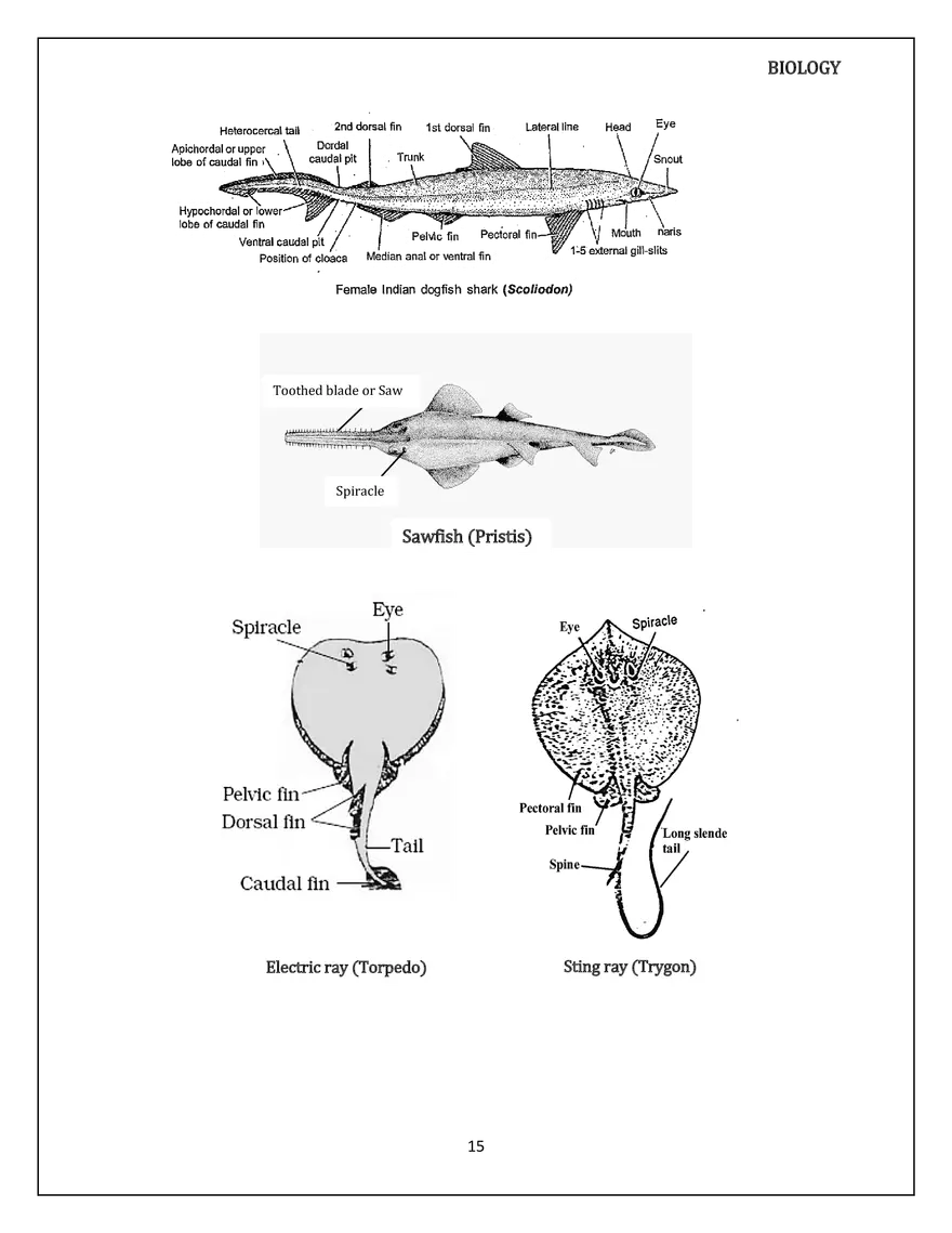 Animal Kingdom Classification of Animals - Page 7
