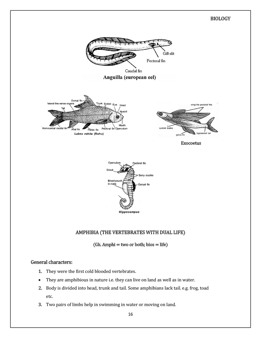 Animal Kingdom Classification of Animals - Page 8