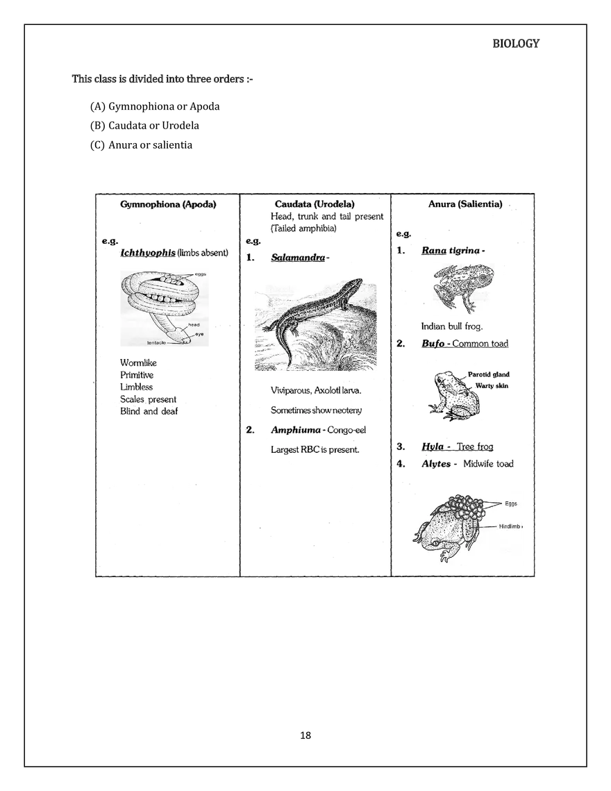 Animal Kingdom Classification of Animals - Page 10