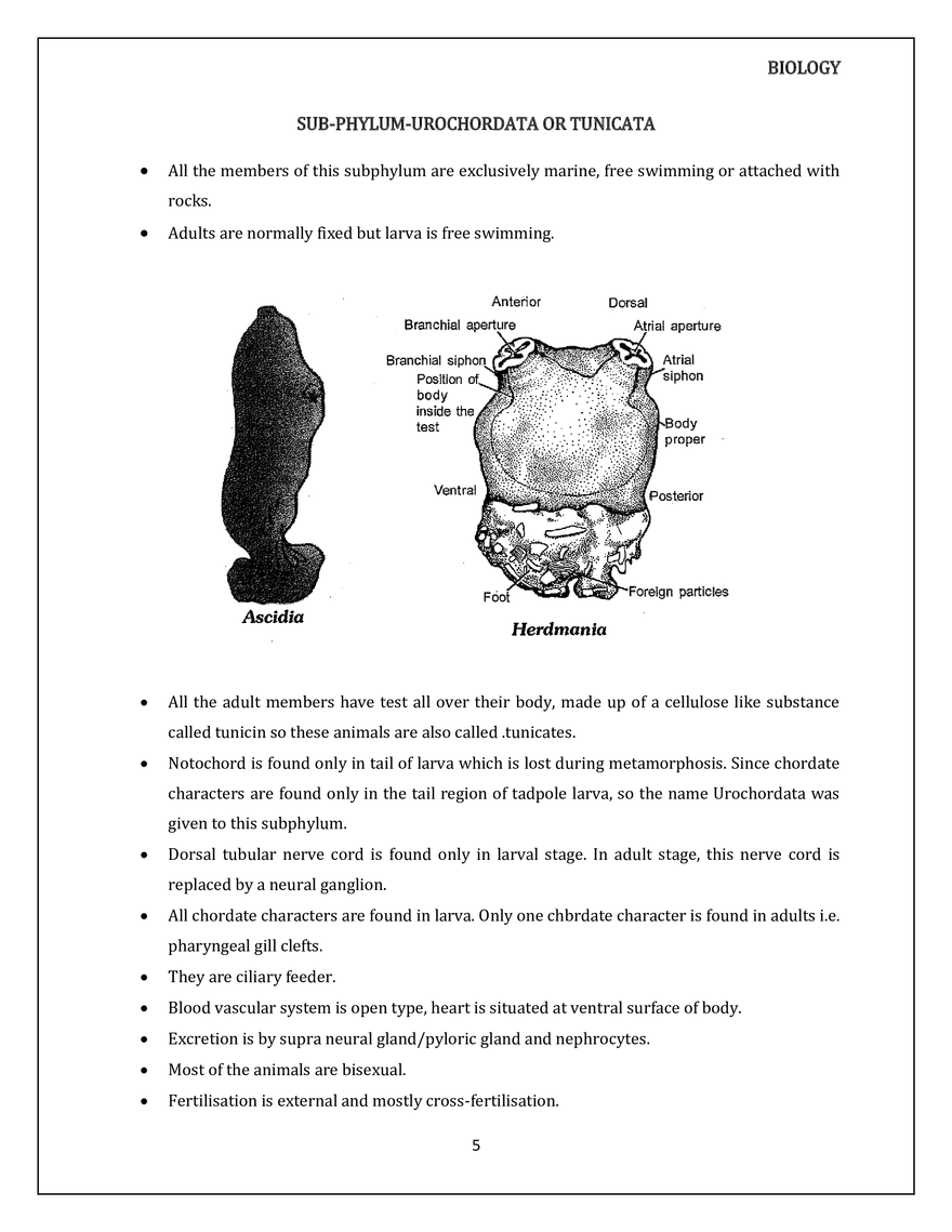 Animal Kingdom Classification of Animals - Page 26