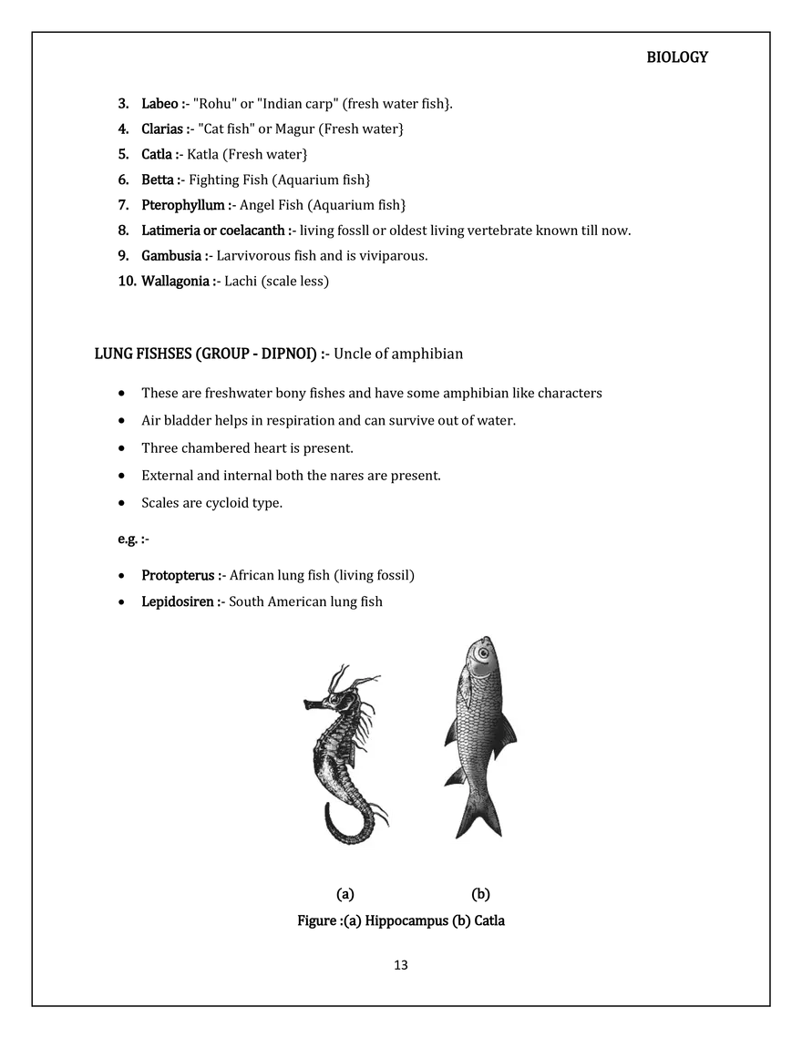 Animal Kingdom Classification of Animals - Page 5