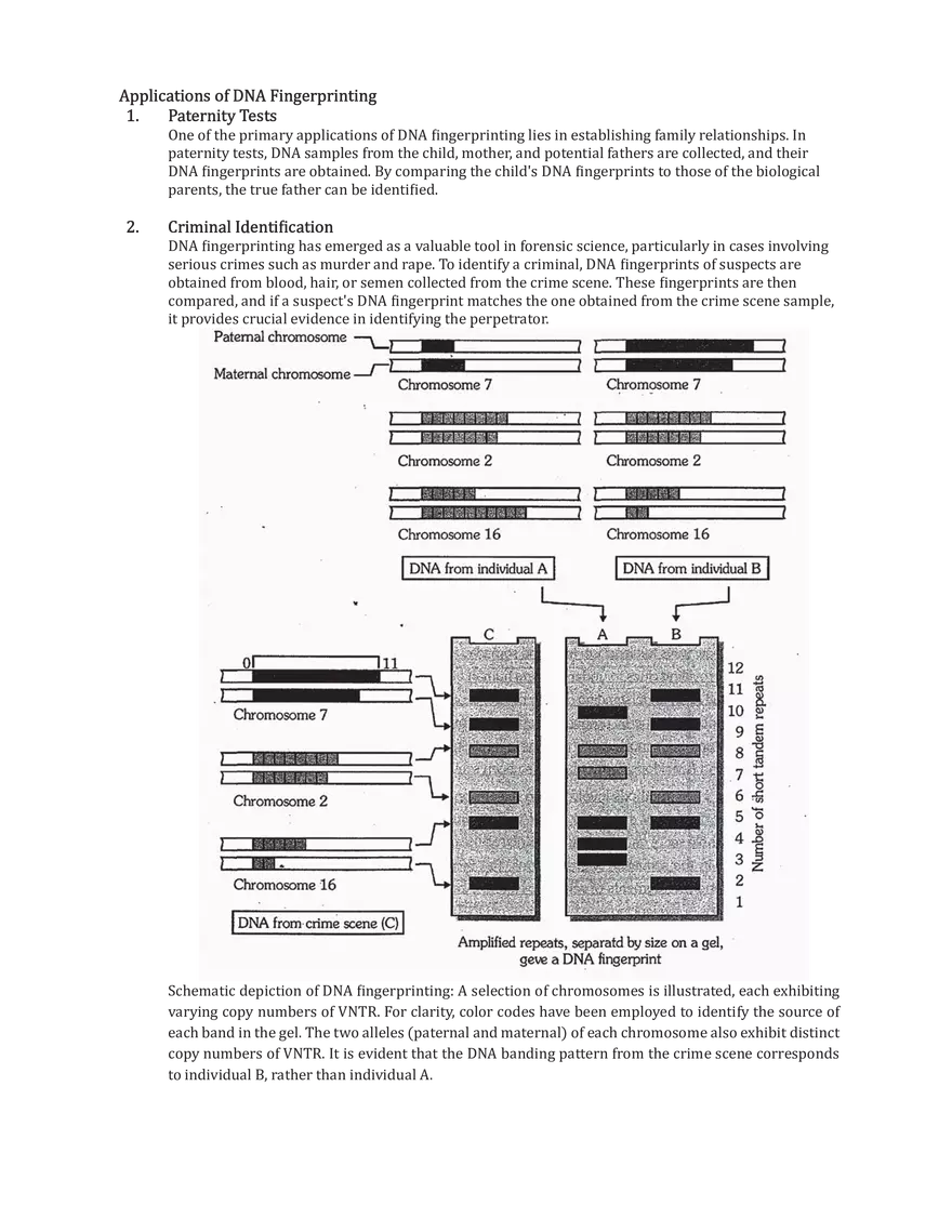 DNA Fingerprinting - Page 3
