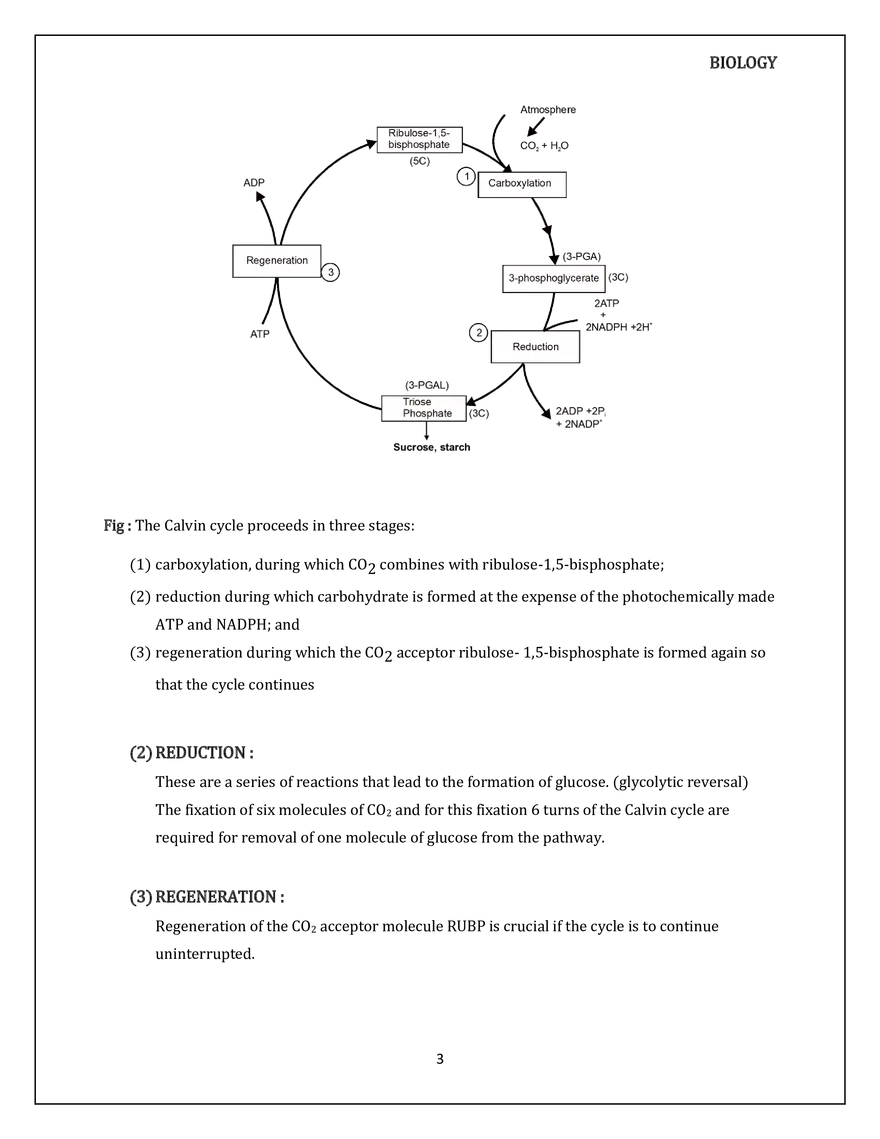 Where are the ATP and NADPH Used - Page 3