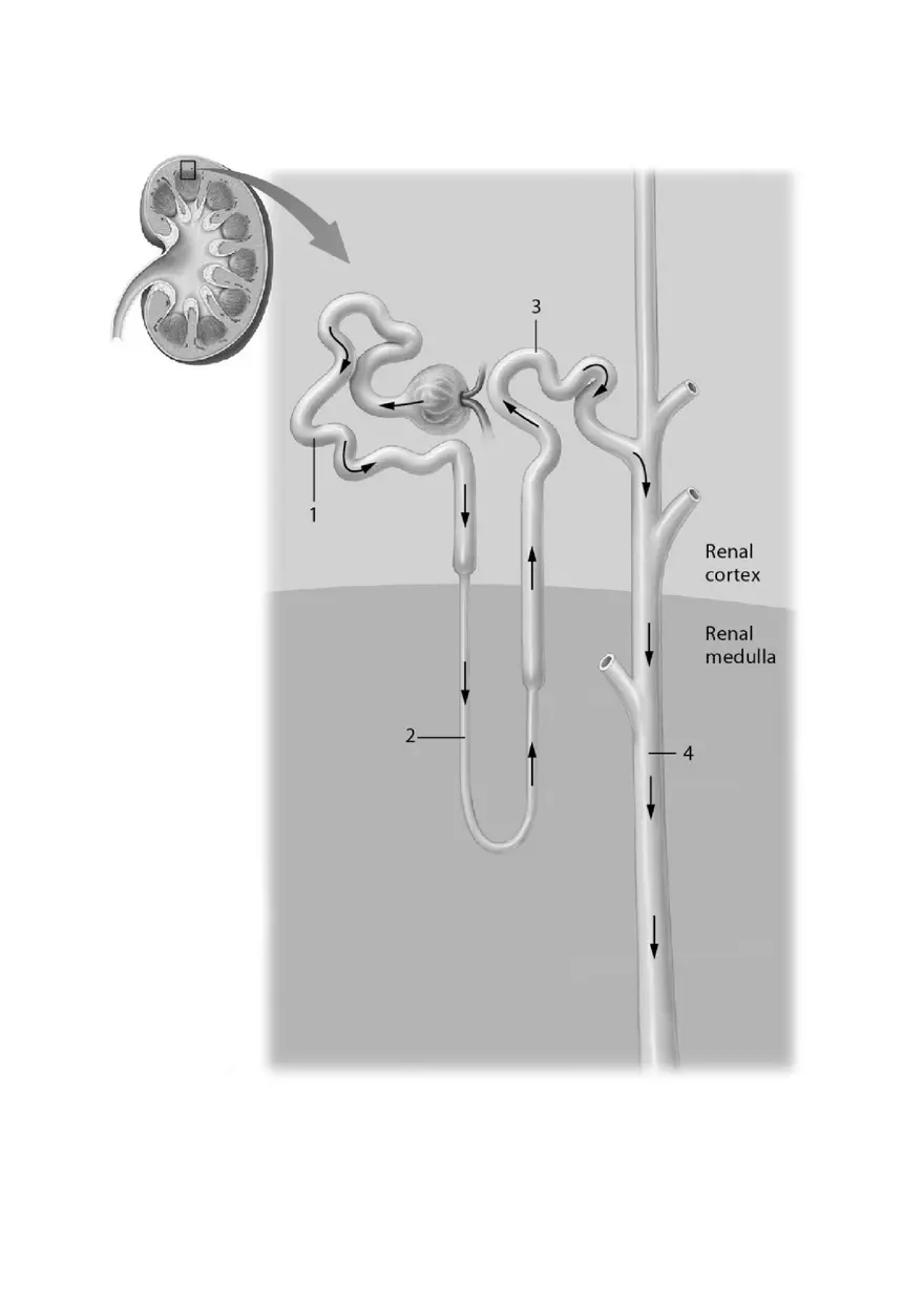Chapter 24 The Urinary System Key - Page 3