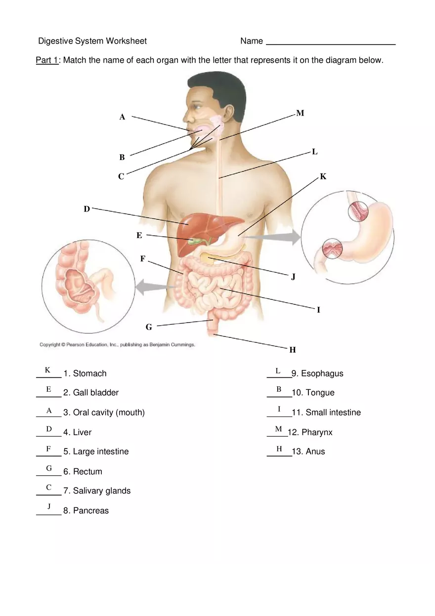 Digestive System Worksheet - Page 1